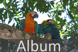 Papageien (Psittaciformes)